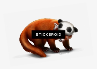 Red Panda - Panda #6086717 Red Panda - Panda #6086717