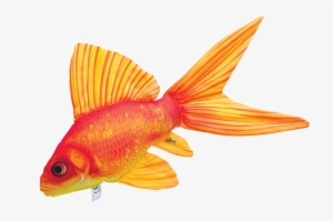 Goldfish Can Come In A Variety Of Shapes, Sizes And - Gaby Fish #610119