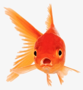 Goldfish With Mouth Open #610293