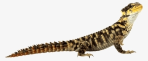 Lizard Png Image - Lizard Png #611732