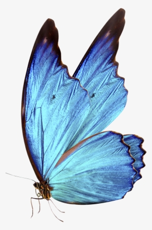 0 Bluebutterflyhouse Bluebutterflyhouse - Blue Butterflies Png #611770
