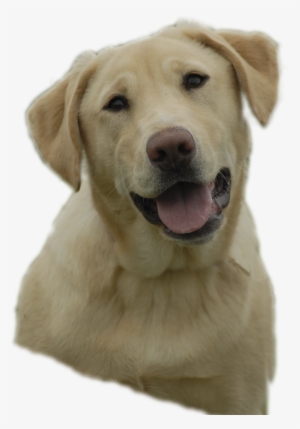 For Crying Puppy Clipart Viewing 19 Images For Crying - Free Clipart Yellow Lab #612512
