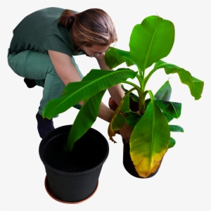 Replanting His Banana Trees Png Image - Skalgubbar Garden #612669