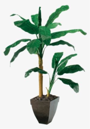 Silk Double Banana Tree - Brook Furniture Rental #612761