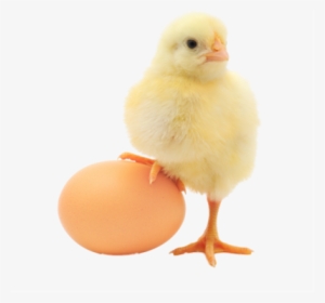 Baby Chicken Png Transparent Image - Handbook Of Poultry Nutrition (first Edition-2017) #612812