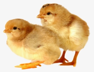 Baby Bird Transparent Background #612860