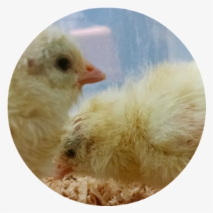 Baby Chicks - Poultry #613360