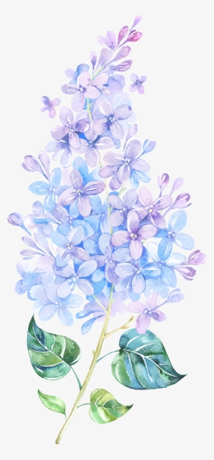 Picture Freeuse Library Flower Lilac Painting Purple - Lilacs Drawing #613453