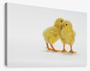 Baby Chickens - Yellow Chicks #613851