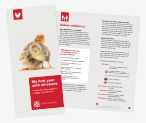 Download Now - Chicken #614066