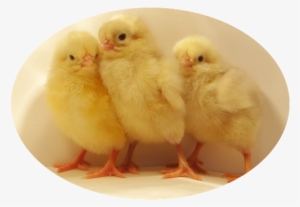 White Plymouth Rock Baby Chicks - Plymouth #614211