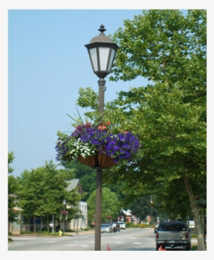 Flowering Lamppost Baskets On Main Street - Tree #615301