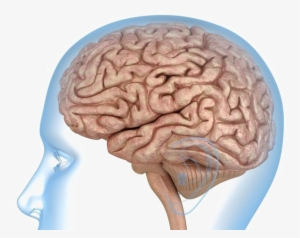 Brain Transparent Images - Transparent Images Of A Brain #617592