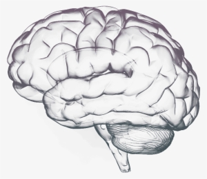 Brain Free Png Image - Bad Boy Can Fit So Many Memes #617645