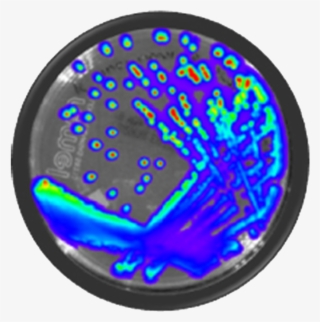 Bioware Bioluminescent Bacteria - Listeria Monocytogenes Png #6109436