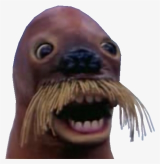 Https - //image - Noelshack - Com/minis/2017/05/ - Pingu Walrus #6122249