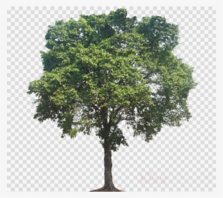 Elm Tree Png Clipart Tree Sycamore Maple - Mexican Pinyon #6123576