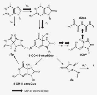 Main Oxidation Products Generated In The Reaction Of - Diagram #6124761