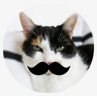 The Original Mica, The Hipster Cat - Cat Grabs Treat #6127698