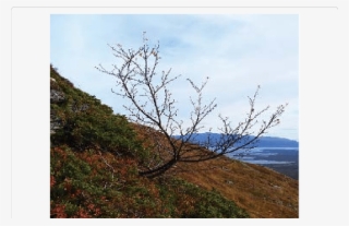 The Highest Present-day Birch Treeline, 890 M A - Hill #6128563