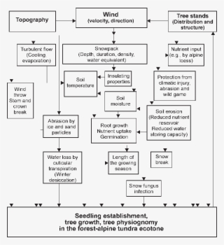 Influence Of Wind On The Ecological Conditions, Seedling - Diagram #6128762