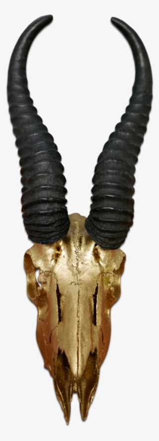 Real Springbok Skull Gold Spray Painted Metal Bracket - Antelope #6129033