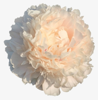 Common Peony #6130589