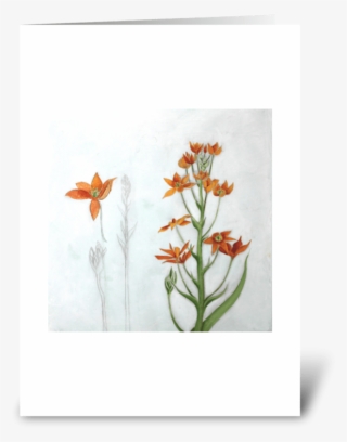 Orange Star Greeting Card - Orange Lily #6130643