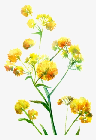 Bright Yellow Hand Drawn Chrysanthemum Decorative Element - Watercolor: Flowers #6133541