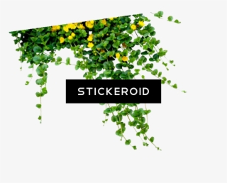 Bush Plant Bushes Nature - Flower On Creeper Png #6134082