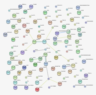 Network Of Associatons Between Targets According To - Circle #6135477
