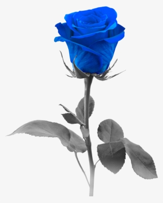 Blue Roses Png - Blue Rose #6136070 Blue Roses Png - Blue Rose #6136070