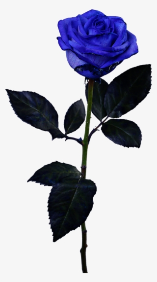 Floribunda #6136907 Floribunda #6136907
