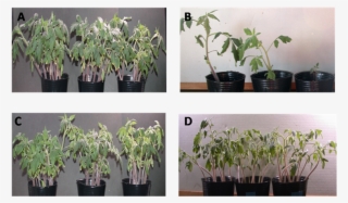 Photographic Image Of In Vivo Growth Inhibition Of #6137785