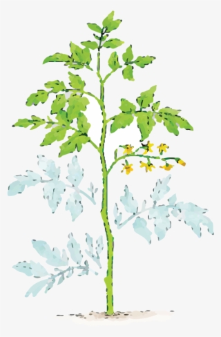 Illustration Of Dust Covered Plant Leaves - Pruning Tomato Plants #6137894