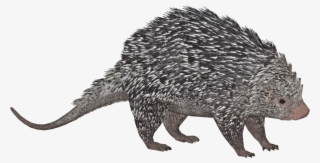 Brazilian Porcupine - Zt2 Porcupine #6143593 Brazilian Porcupine - Zt2 Porcupine #6143593