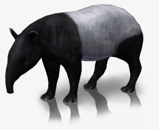 Snap Image Tapir And Porcupine Rio Wiki Fandom On Pinterest - Zoo Tycoon 2 Tapir #6144241
