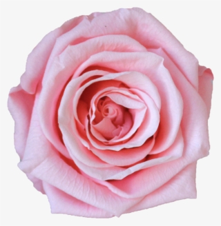 Single Rose Votive - Hybrid Tea Rose #6149767