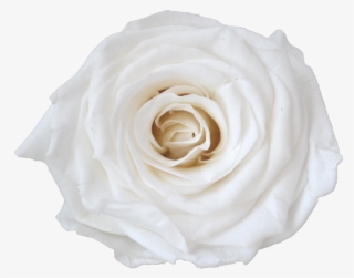 Single Rose Votive #6149899
