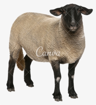 Holstein Friesian Cattle Sheep Suffolk Ovis Orientalis - Ovinos Fundo Branco #6151868