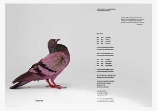 1/8 - Some Pigeons Are More Equal Than Others #6152006