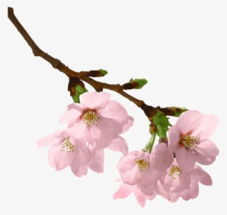 Free Png Download Spring Branch Png Images Background - Flowers On Branch Png #6152880