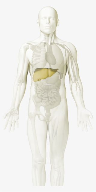 Line Immuno Assays - Mannequin #6154521 Line Immuno Assays - Mannequin #6154521