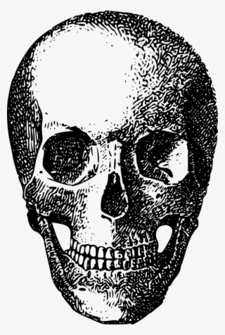 Bone, Game Asset Call, Skeleton, Skull - Skull #6154690