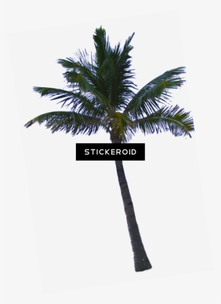 Palm Tree - Palm Tree California #6157113