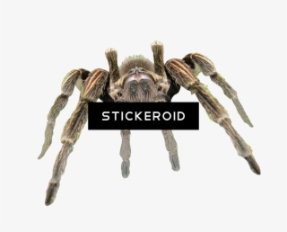 Cute Spider Pic - Insect #6157175