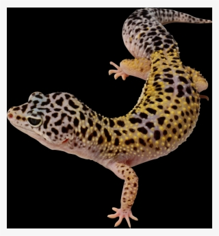 Transparent Lizards Jpg Transparent Lizards #6159312