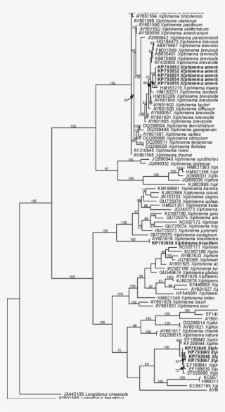 The 10001st Bayesian Tree Inferred From Xiphinema Spp - Diagram #6163644