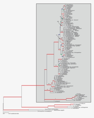 Maximum-likelihood Topology Obtained From The Full - Diagram #6163754