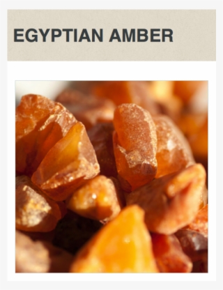 Egyptian Amber Fragrance Oil 1 Oz Bottle #6164203